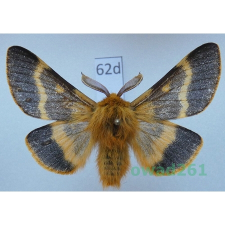 Lemonia dumi (Linnaeus, 1761) male Slovakia62d